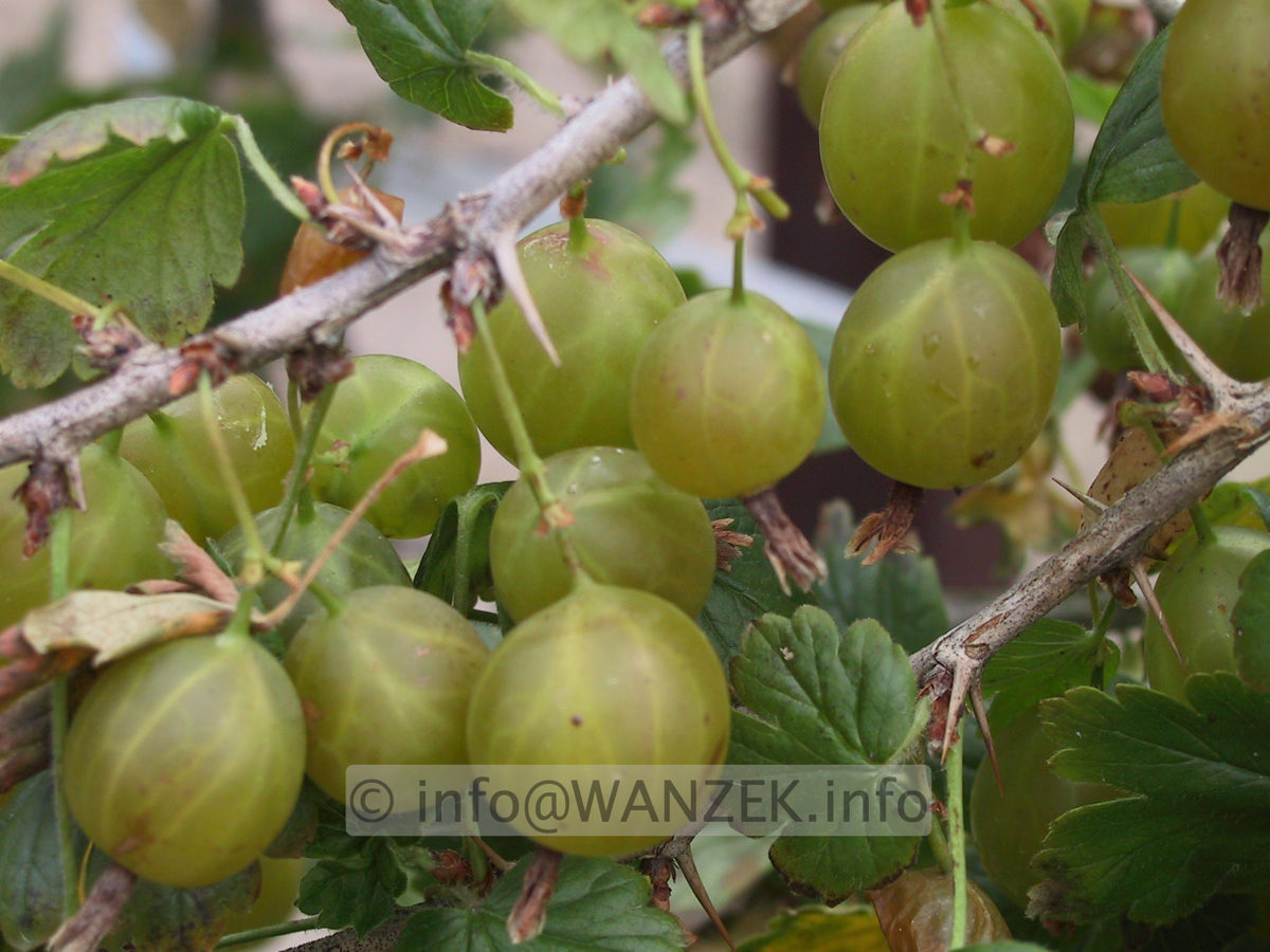 Stachelbeere Karlin 02.JPG